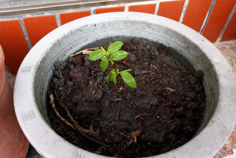 九層塔種植技巧 九層塔種植技巧