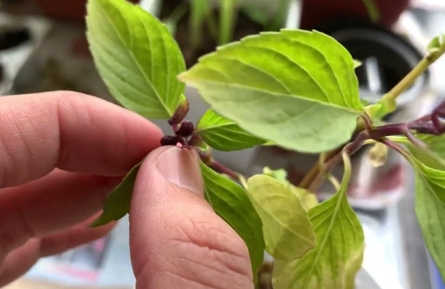 九層塔種植技巧 九層塔種植技巧