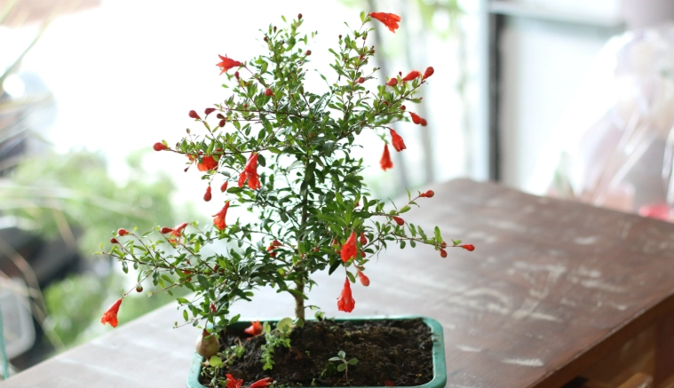 石榴種植時間