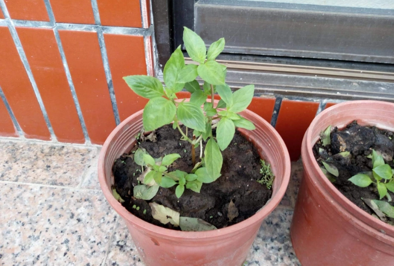 九層塔不發芽原因 九層塔不發芽原因