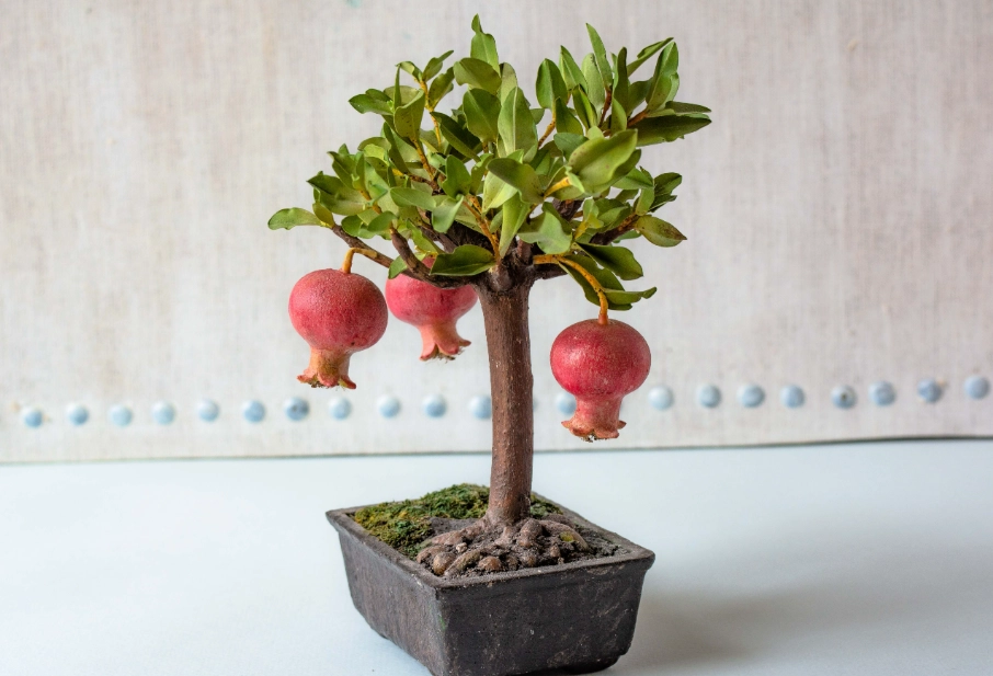 石榴種植時間