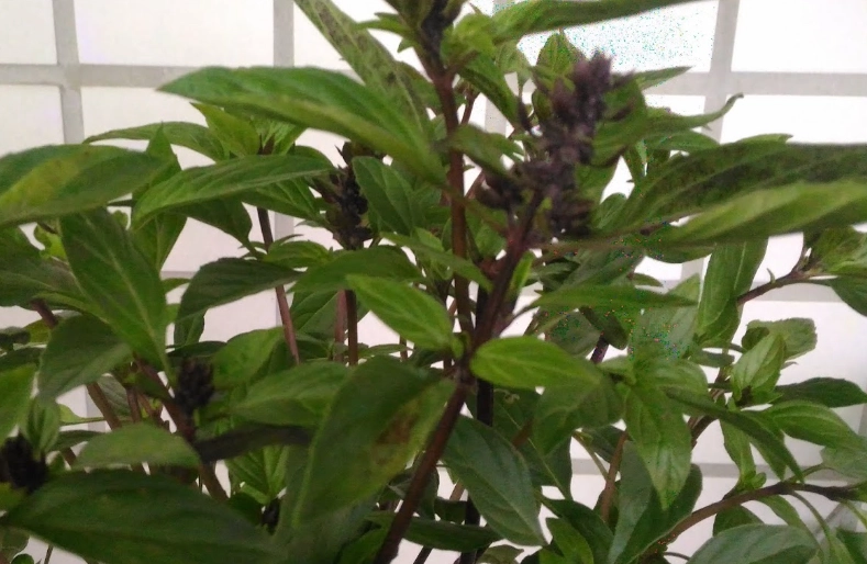 香草植物種植