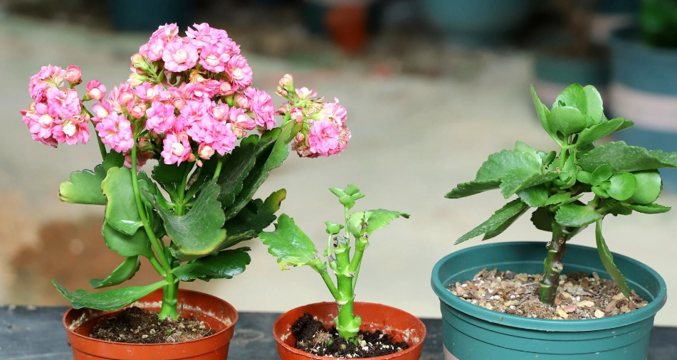 長壽花繁殖