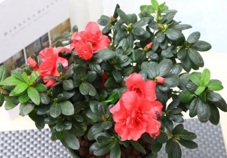 杜鵑花語含義 杜鵑花語含義