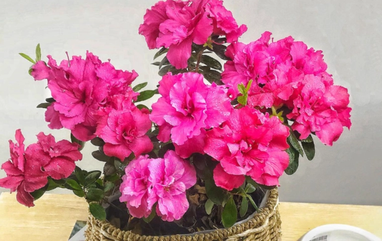 杜鵑花語含義 杜鵑花語含義