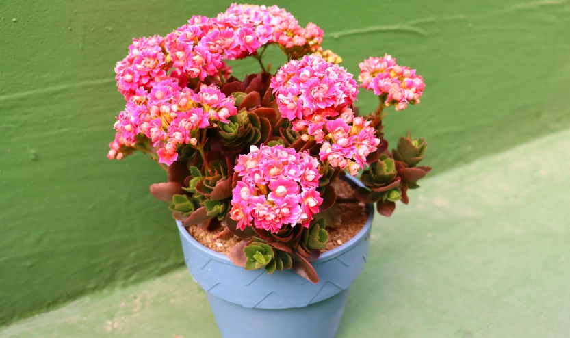 長壽花照顧