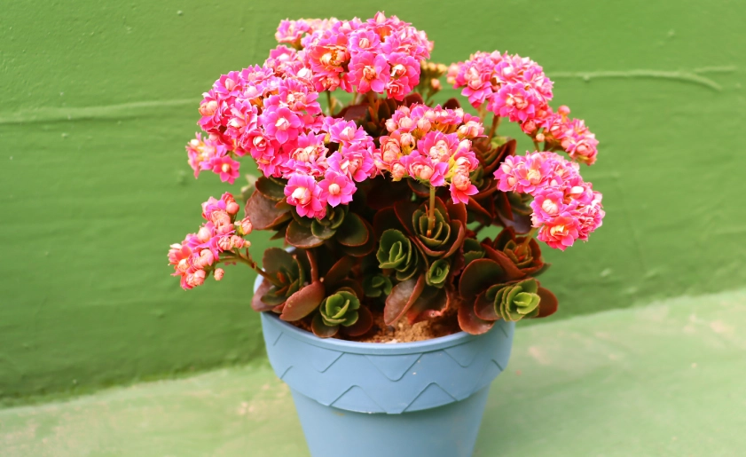 長壽花照顧