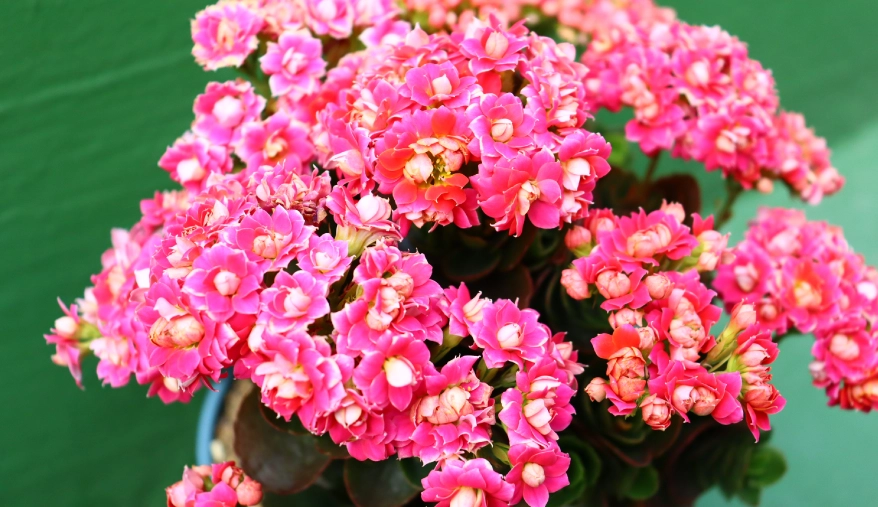 長壽花照顧