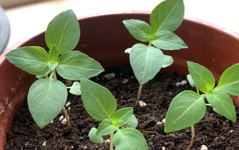 香草植物種植