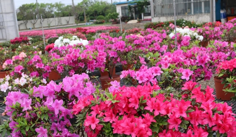 杜鹃花開花時間