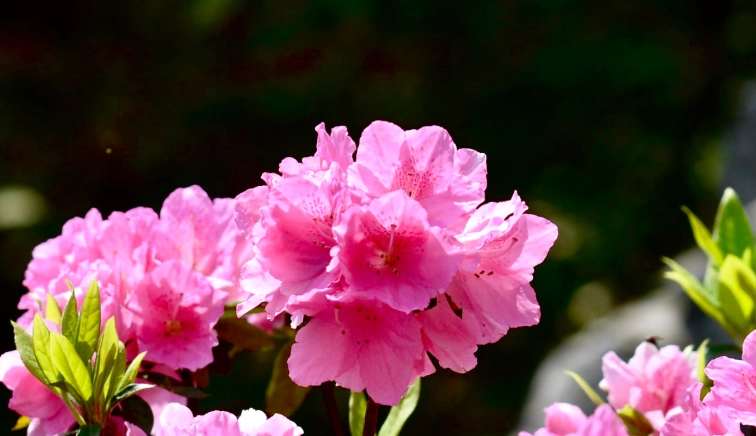 杜鹃花開花時間