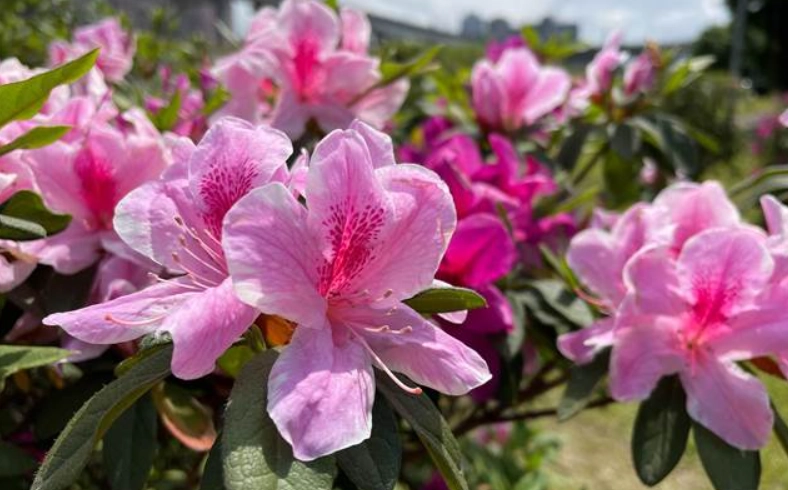 如何延長杜鹃花花期