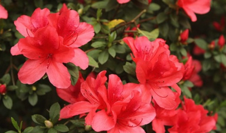 杜鹃花開花時間