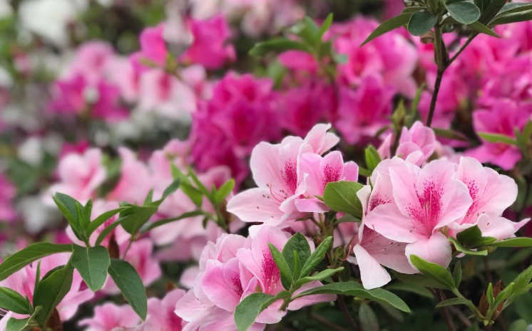 如何延長杜鹃花花期