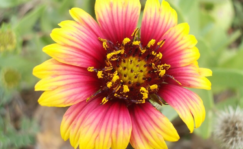 天人菊禁忌 天人菊禁忌