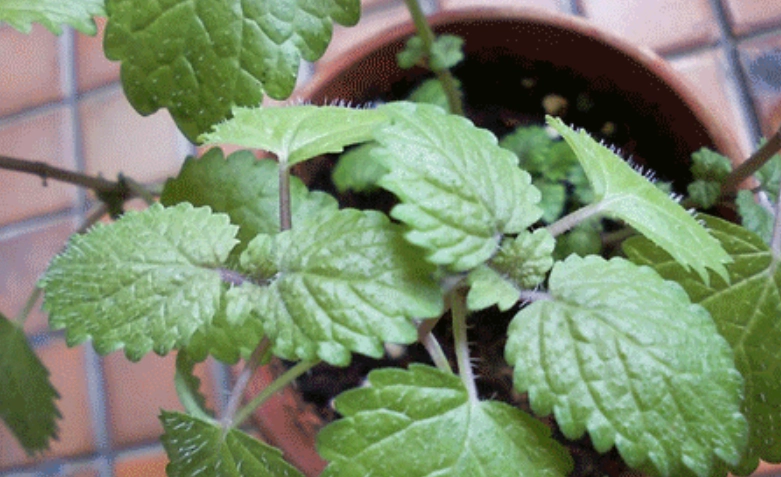 檸檬香蜂草照顧 檸檬香蜂草照顧