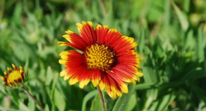 天人菊禁忌 天人菊禁忌