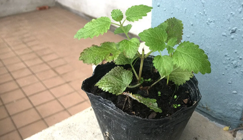 檸檬香蜂草 盆栽