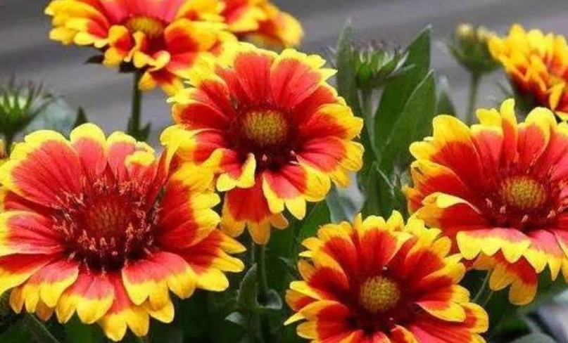 天人菊茶 天人菊茶