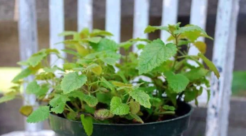 檸檬香蜂草 種植