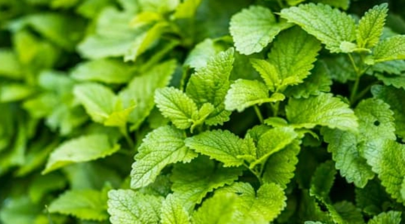 香蜂草功效與禁忌