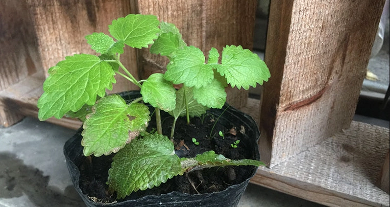 檸檬香蜂草種植方法