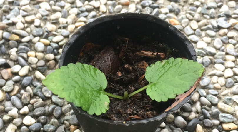 香蜂草 照顧 方法