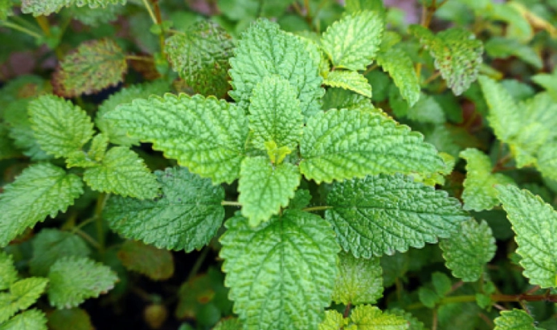 香蜂草 照顧 方法