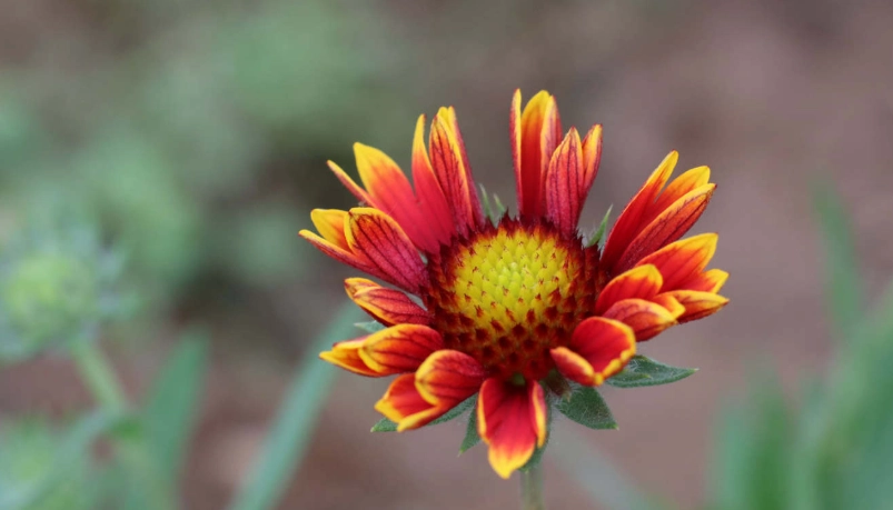 天人菊茶 天人菊茶