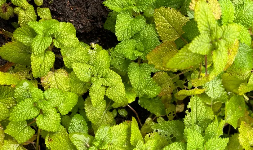 檸檬香蜂草照顧