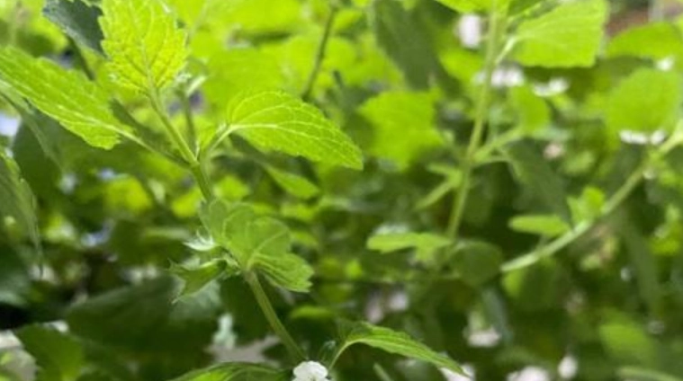 檸檬香蜂草 種植