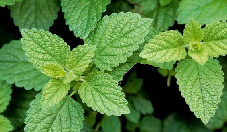 香蜂草使用注意