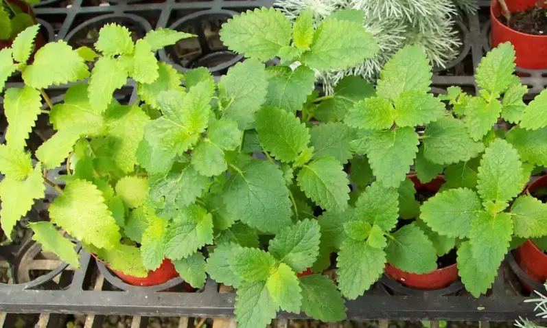 檸檬香蜂草種植