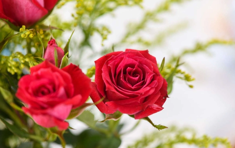 玫瑰花種植技巧