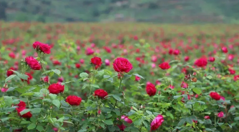 玫瑰花嫁接技巧 玫瑰花嫁接技巧