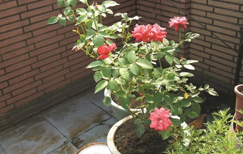 玫瑰花種植時間