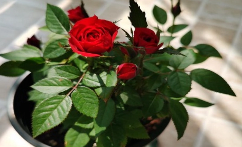 玫瑰花盆栽養護 玫瑰花盆栽養護