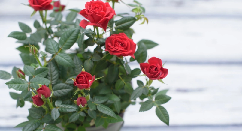 盆栽玫瑰花怎么养