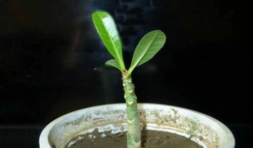 玫瑰繁殖方法 玫瑰繁殖方法