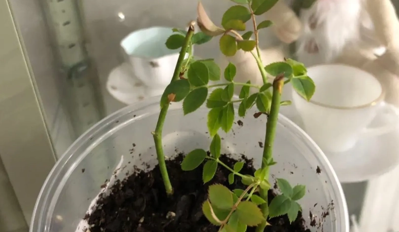 玫瑰花嫁接技巧 玫瑰花嫁接技巧