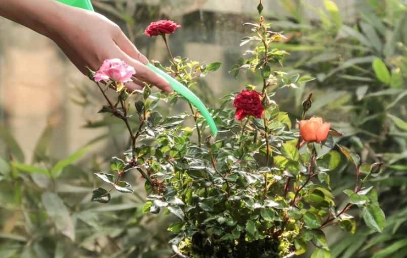 玫瑰花種植技巧 玫瑰花種植技巧
