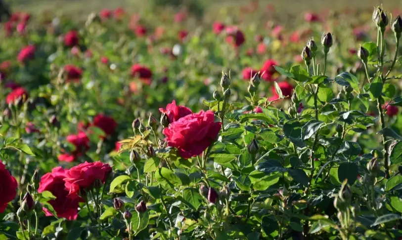 台灣玫瑰花種植 台灣玫瑰花種植