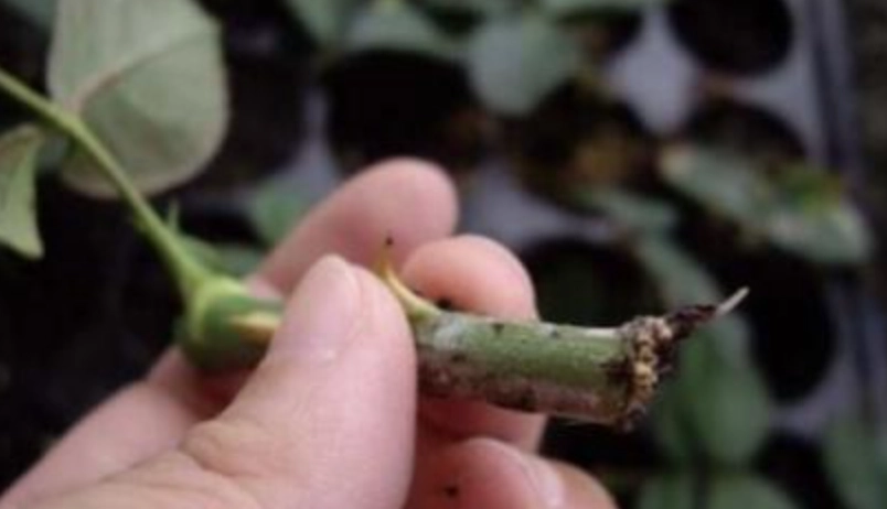 玫瑰繁殖方法 玫瑰繁殖方法