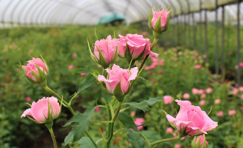 玫瑰花種植技巧 玫瑰花種植技巧