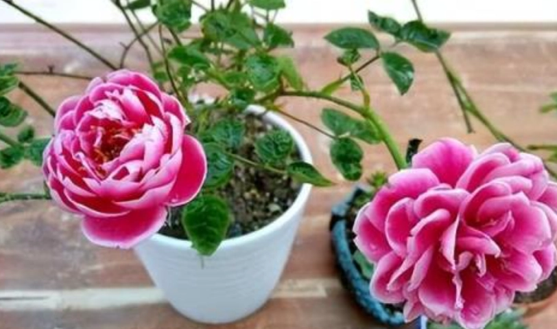 玫瑰花照顧方法