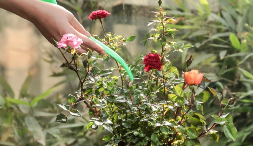 玫瑰花種植技巧