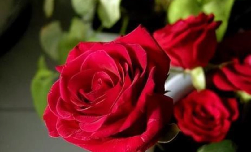 玫瑰花怎麼照顧