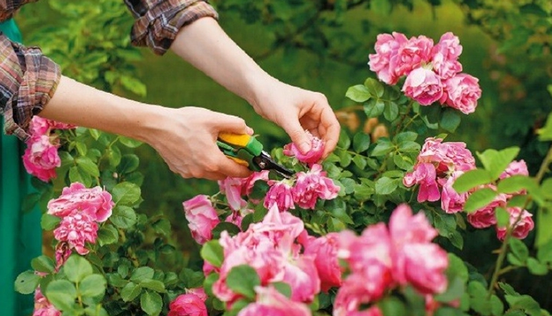 玫瑰花病蟲害防治