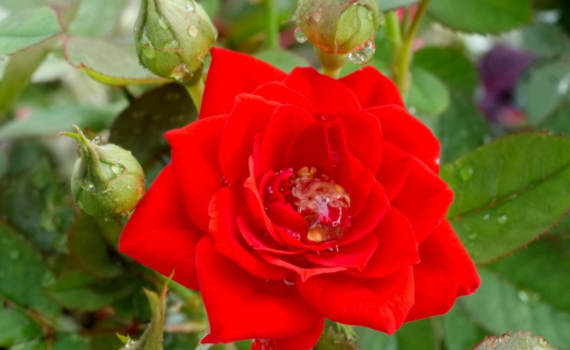 台灣玫瑰花種植 台灣玫瑰花種植