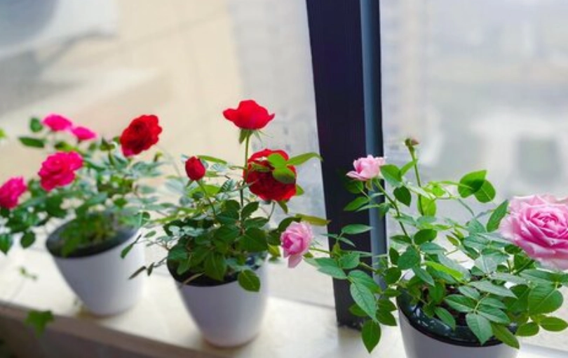盆栽玫瑰花怎麼養 盆栽玫瑰花怎麼養